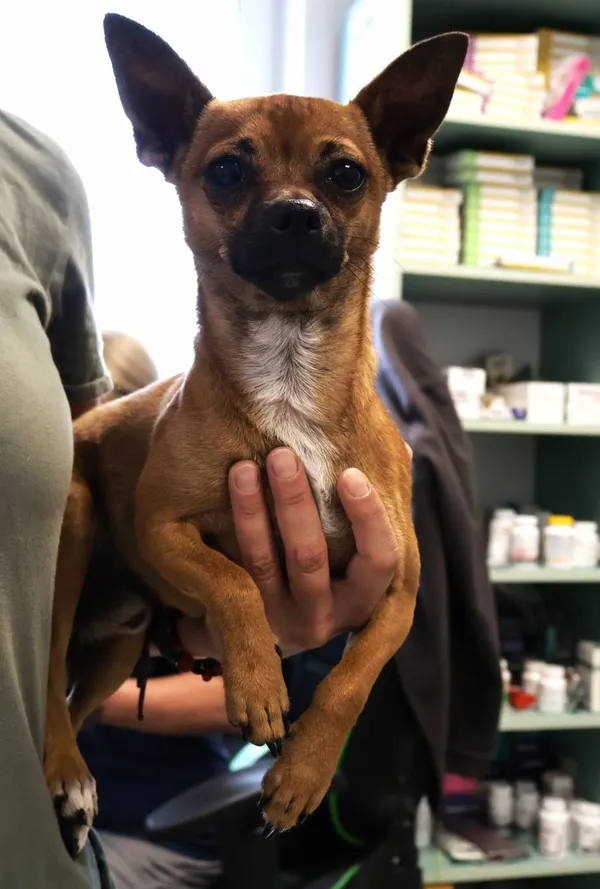 Znaleziono psa, Łódź, 10 września 2025 (2/2)