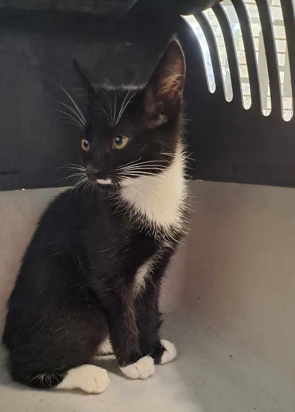 Znaleziono kota, Olsztyn, 10 września 2025