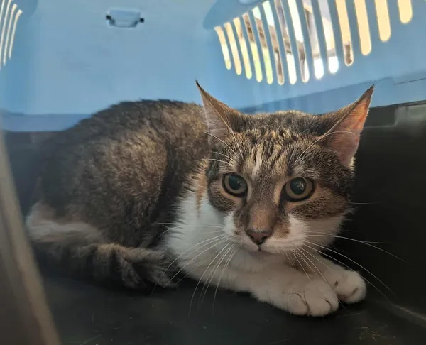 Znaleziono kota, Olsztyn, 9 września 2025