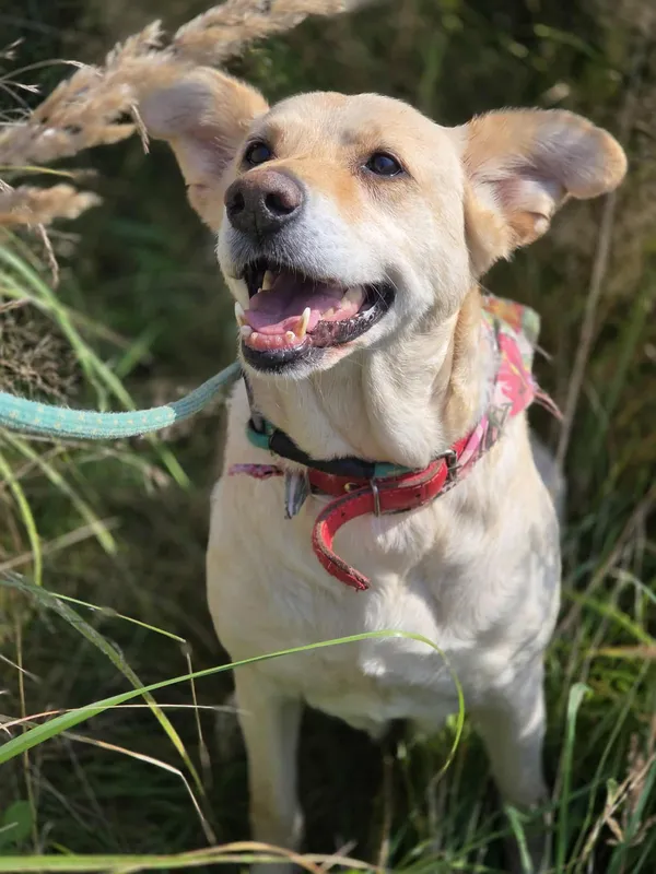 Pies do adopcji, Jelenia Góra, 24 kwietnia 2025 (4/5)