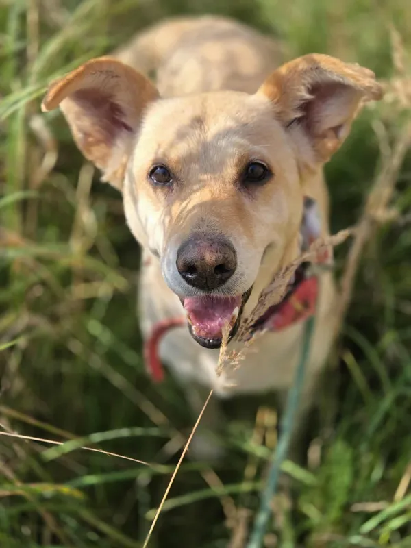 Pies do adopcji, Jelenia Góra, 24 kwietnia 2025 (2/5)