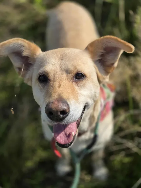 Pies do adopcji, Jelenia Góra, 24 kwietnia 2025 (3/5)