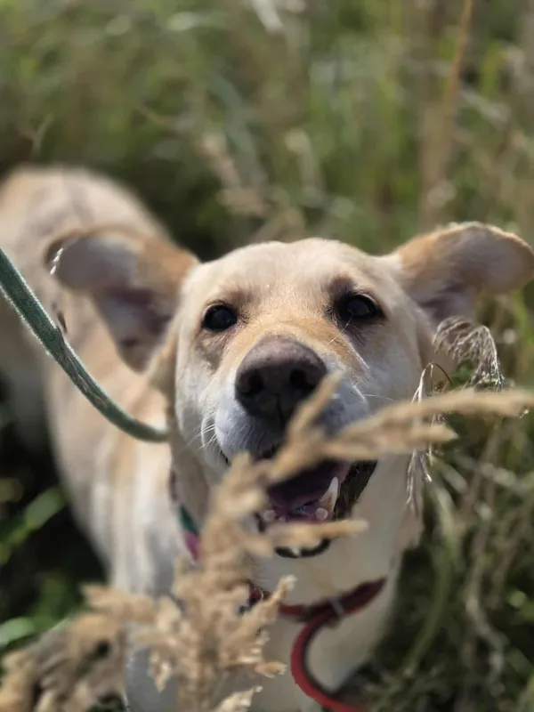 Pies do adopcji, Jelenia Góra, 24 kwietnia 2025 (5/5)