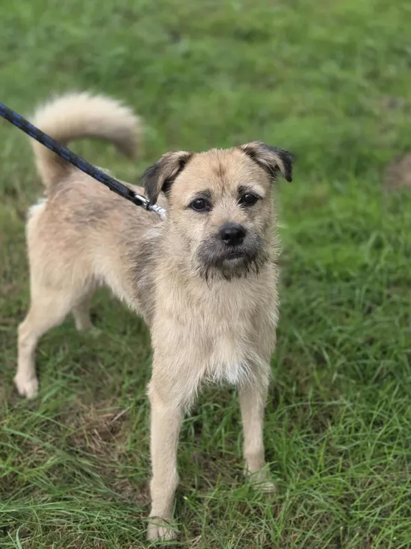 Pies do adopcji, Jelenia Góra, 29 sierpnia 2025 (2/5)