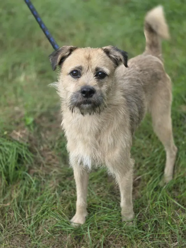 Pies do adopcji, Jelenia Góra, 29 sierpnia 2025 (5/5)