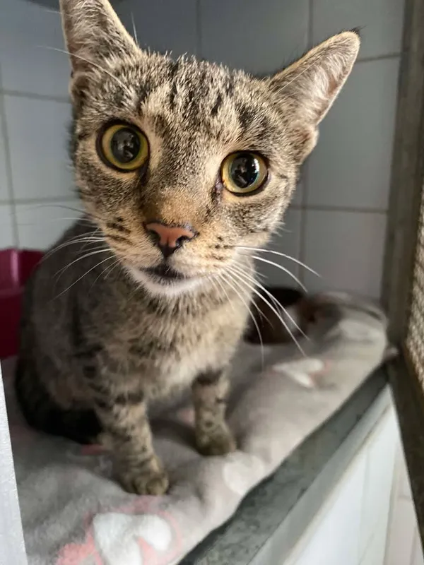 Znaleziono kota, Lublin, 6 września 2025