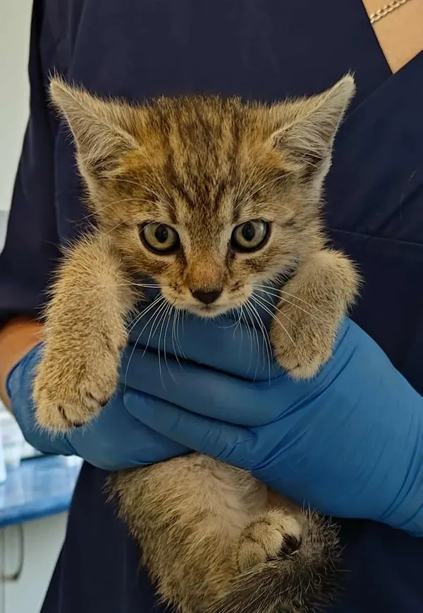 Znaleziono kota, Lublin, 9 września 2025