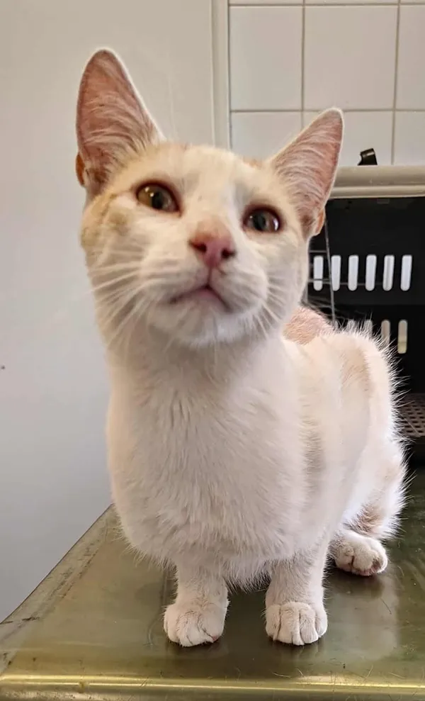 Znaleziono kota, Lublin, 10 września 2025