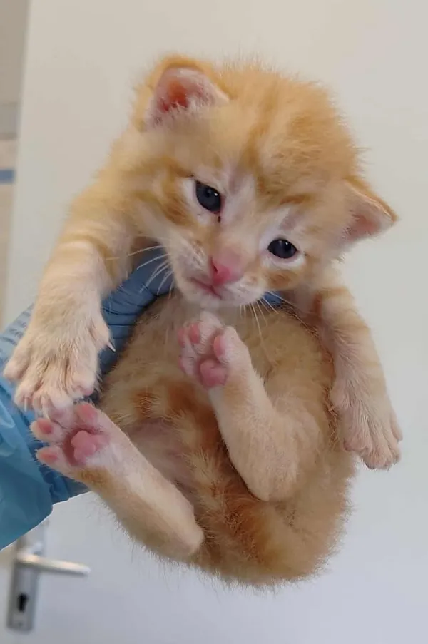 Znaleziono kota, Lublin, 9 września 2025