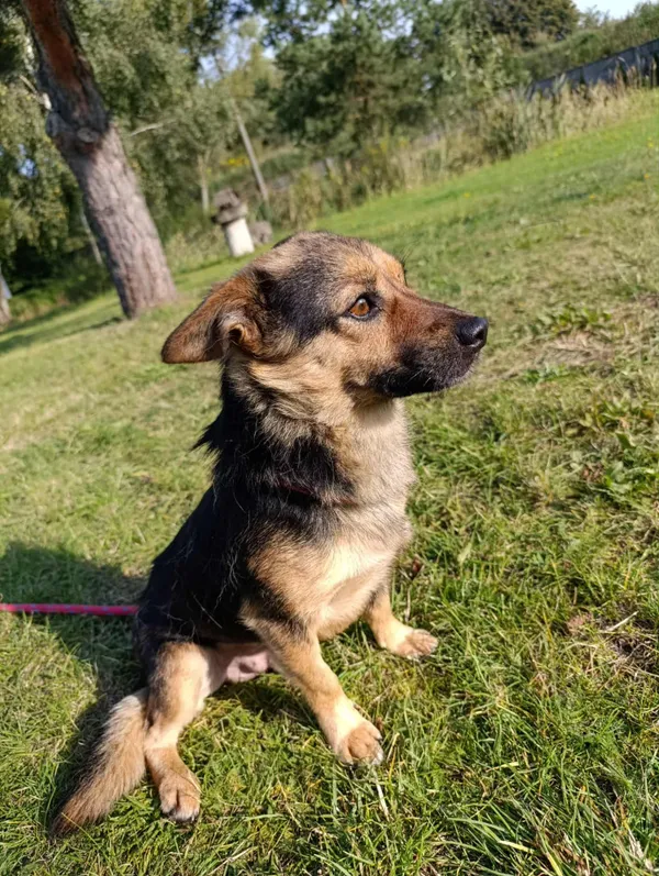 Pies do adopcji, Bełchatów, 2 sierpnia 2025 (4/5)