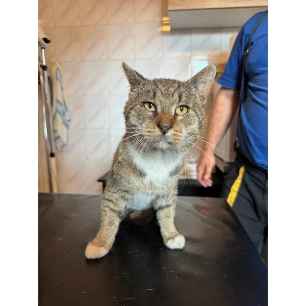 Znaleziono kota, Białystok, 10 września 2025