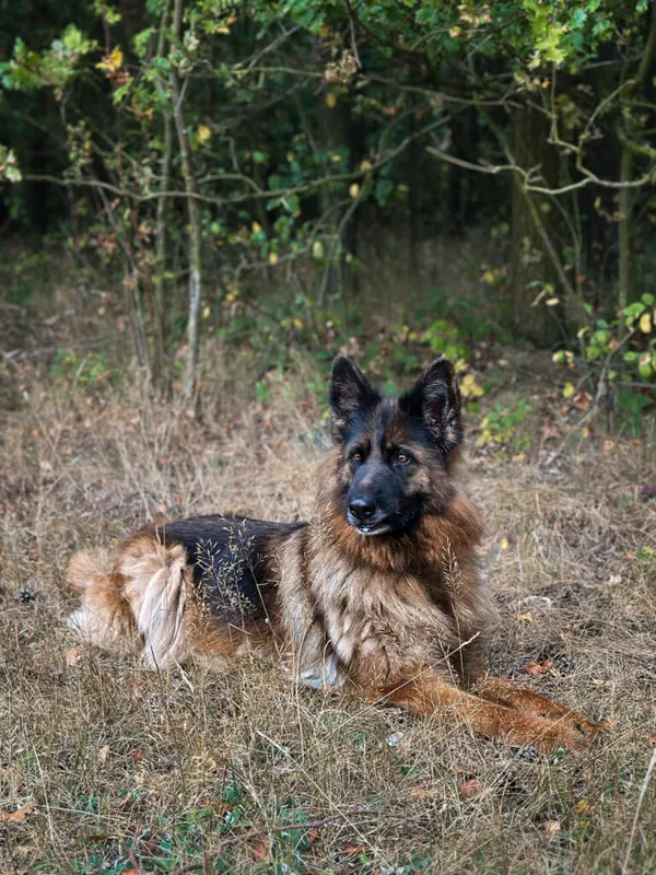 Pies do adopcji, Korabiewice, 9 września 2025 (3/5)