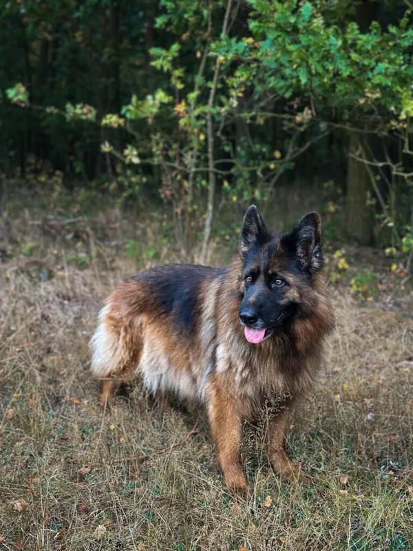 Pies do adopcji, Korabiewice, 9 września 2025 (4/5)