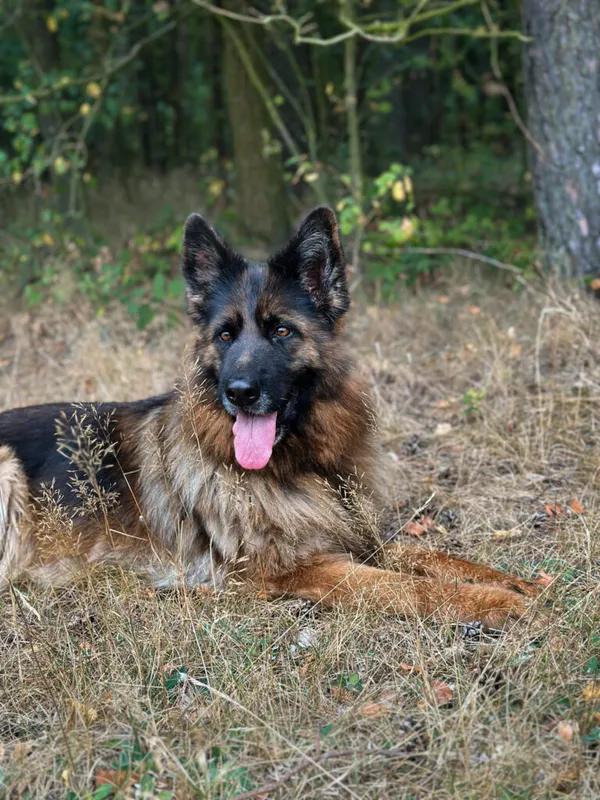 Pies do adopcji, Korabiewice, 9 września 2025 (5/5)