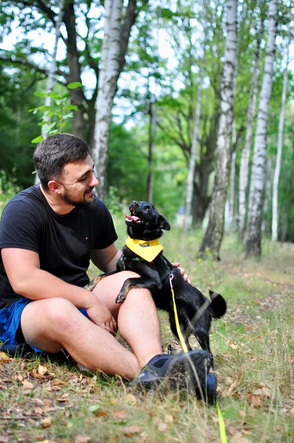 Pies do adopcji, Milanówek, 17 września 2025 (1/5)