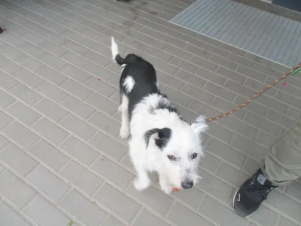 Znaleziono psa, Bydgoszcz, 28 sierpnia 2025