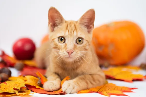 Kot do adopcji, Milanówek, 12 września 2025 (1/5)