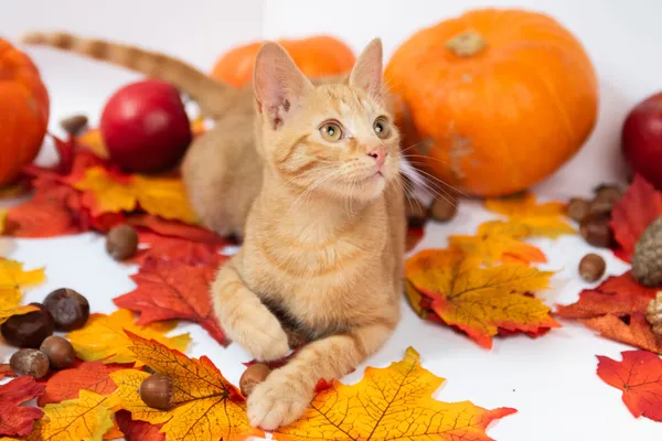 Kot do adopcji, Milanówek, 12 września 2025 (2/5)