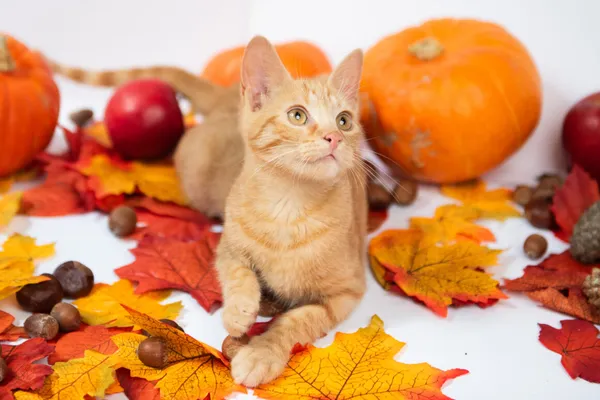 Kot do adopcji, Milanówek, 12 września 2025 (3/5)