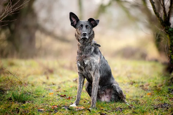 Oddam psa, Warszawa, Filtry, 11 września 2025 (1/6)