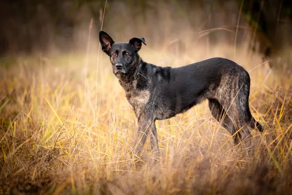 Oddam psa, Warszawa, Filtry, 11 września 2025 (3/6)