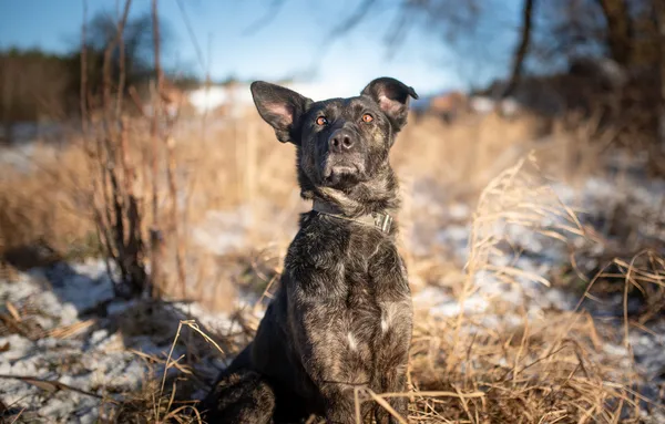 Oddam psa, Warszawa, Filtry, 11 września 2025 (4/6)