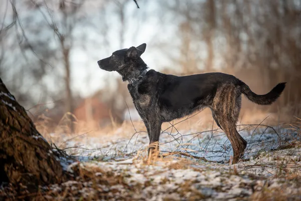 Oddam psa, Warszawa, Filtry, 11 września 2025 (5/6)
