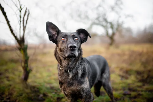 Oddam psa, Warszawa, Filtry, 11 września 2025 (6/6)