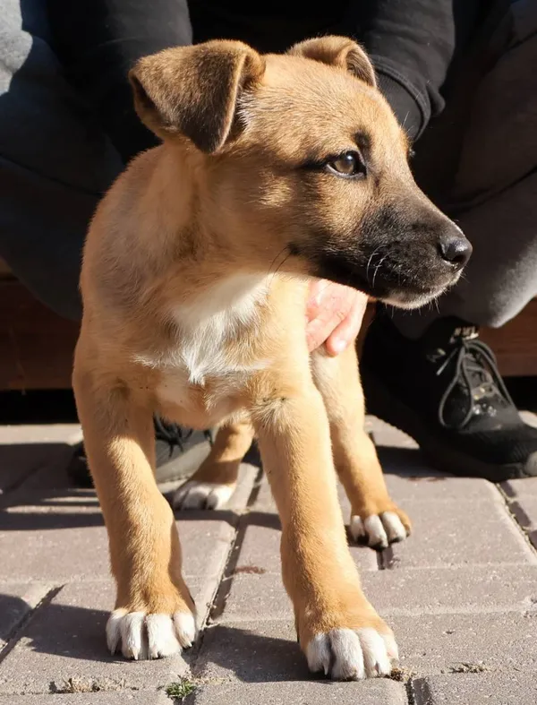 Znaleziono psa, Łódź, 9 września 2025 (2/4)