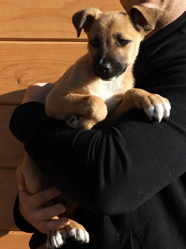 Znaleziono psa, Łódź, 9 września 2025 (3/4)