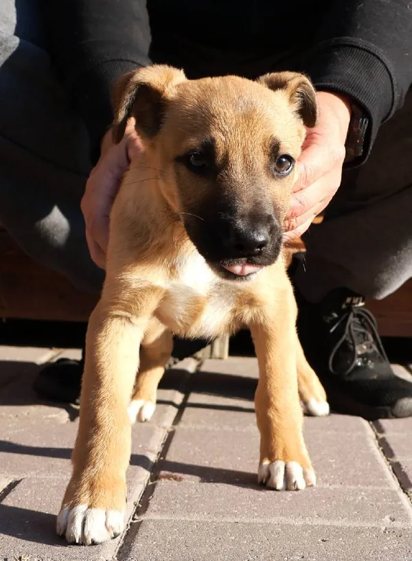 Znaleziono psa, Łódź, 9 września 2025 (4/4)