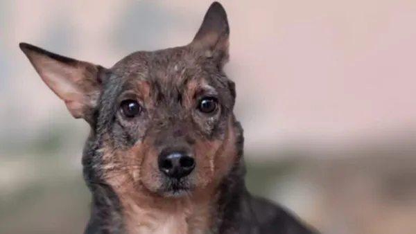 Pies do adopcji, Tatary, 8 września 2020 (1/3)