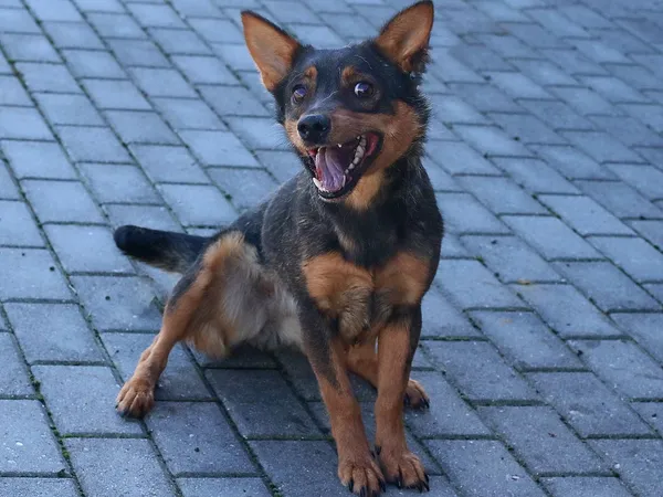 Pies do adopcji, Tatary, 8 września 2020 (2/3)