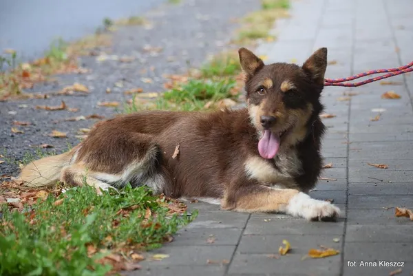Znaleziono psa, Toruń, 13 sierpnia 2025