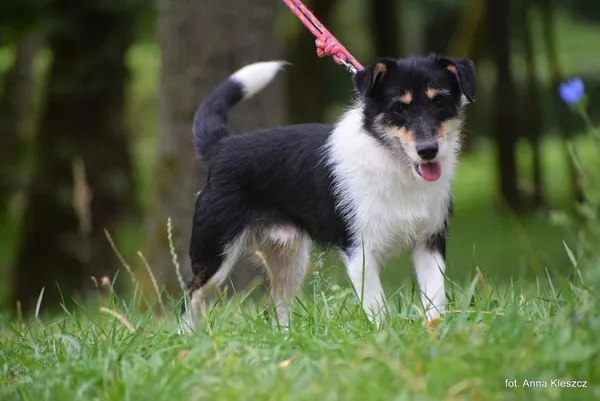 Znaleziono psa, Toruń, 2 sierpnia 2025