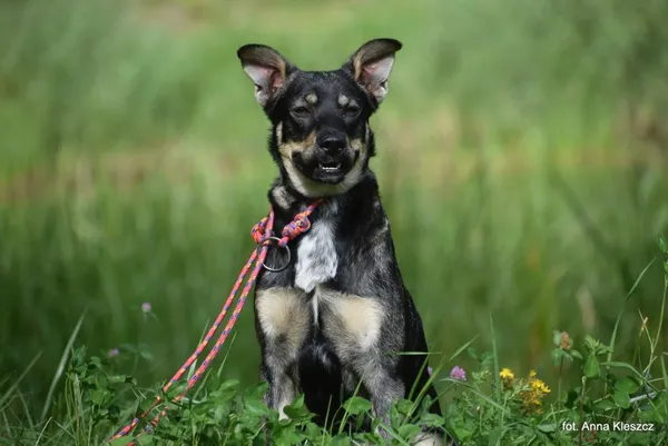 Znaleziono psa, Toruń, 7 sierpnia 2025