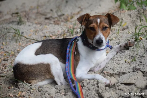 Znaleziono psa, Toruń, 4 sierpnia 2025