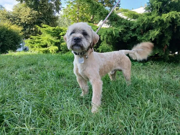 Znaleziono psa, Toruń, 31 lipca 2025