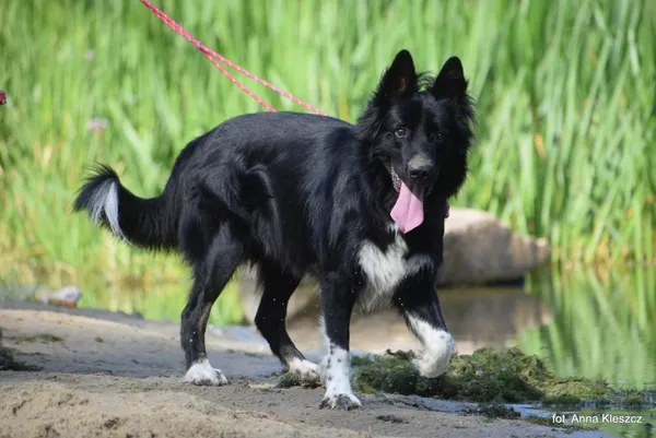 Znaleziono psa, Toruń, 22 lipca 2025