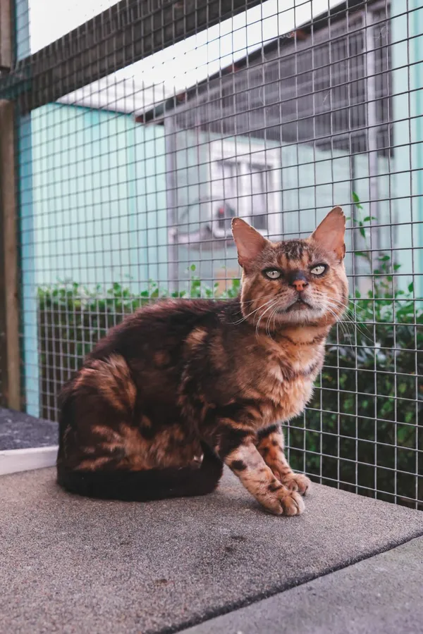 Kot do adopcji, Henrykowo, 11 września 2025 (2/3)