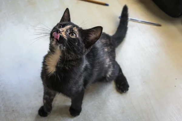 Kot do adopcji, Henrykowo, 5 sierpnia 2025 (1/4)