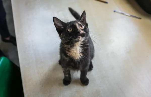 Kot do adopcji, Henrykowo, 5 sierpnia 2025 (2/4)