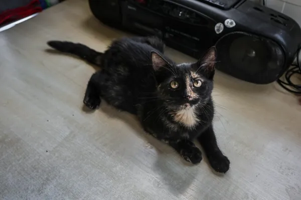 Kot do adopcji, Henrykowo, 5 sierpnia 2025 (3/4)