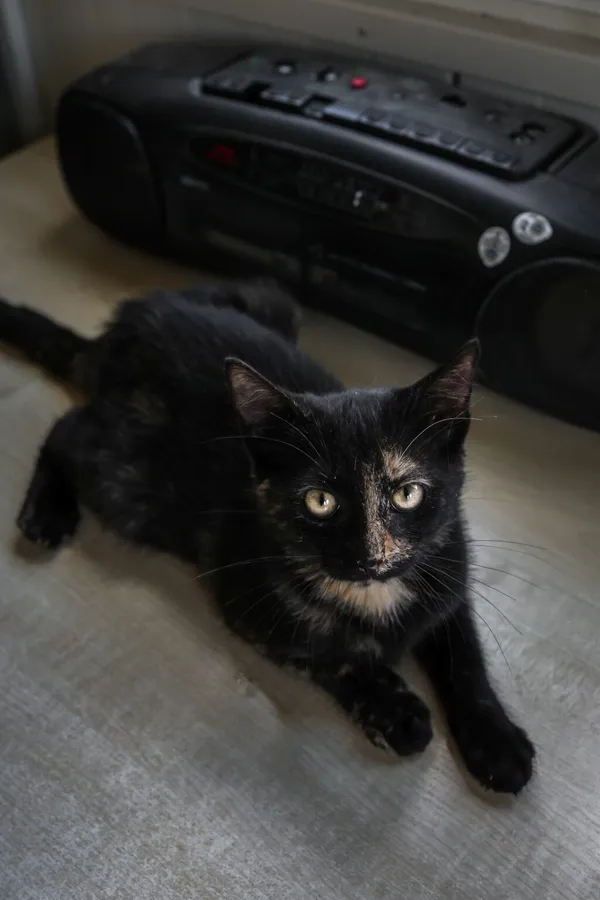 Kot do adopcji, Henrykowo, 5 sierpnia 2025 (4/4)