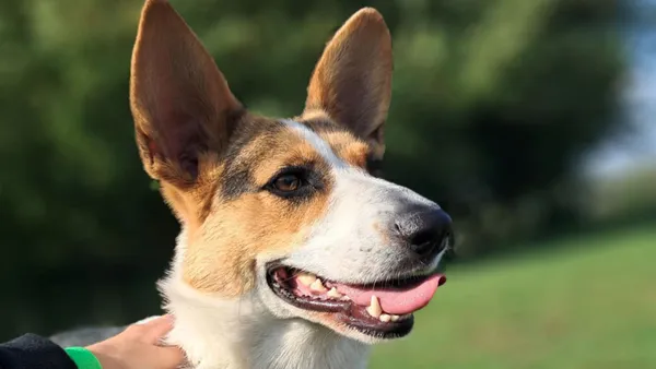 Znaleziono psa, Tatary, 8 września 2025 (1/3)