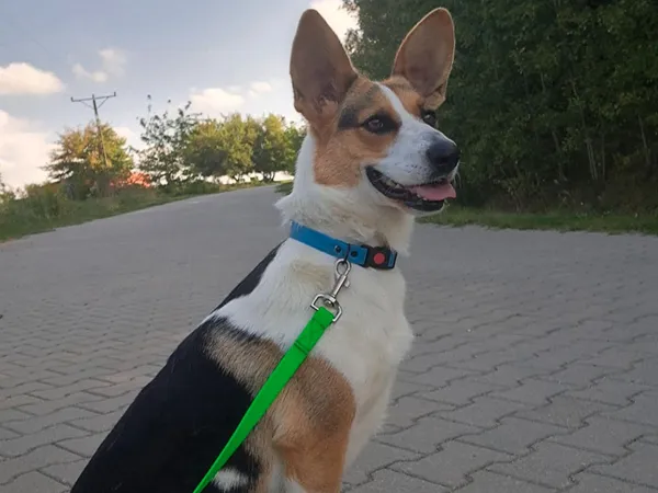 Znaleziono psa, Tatary, 8 września 2025 (3/3)