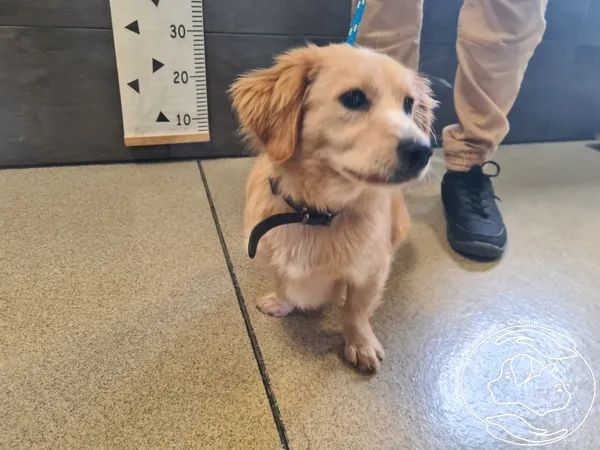 Znaleziono psa, Chełmek, 10 września 2025