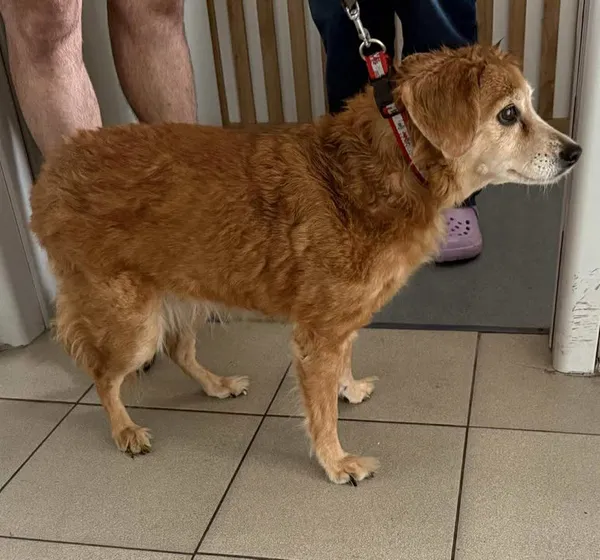 Znaleziono psa, Lublin, 11 września 2025