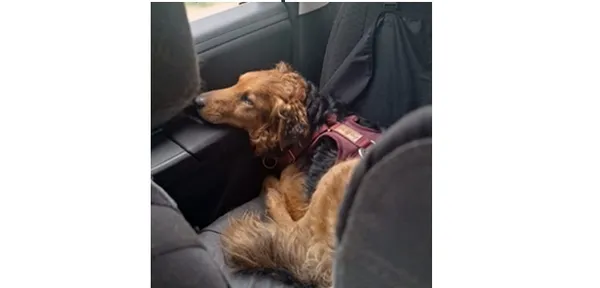 Pies do adopcji, Wrocław, 25 sierpnia 2025