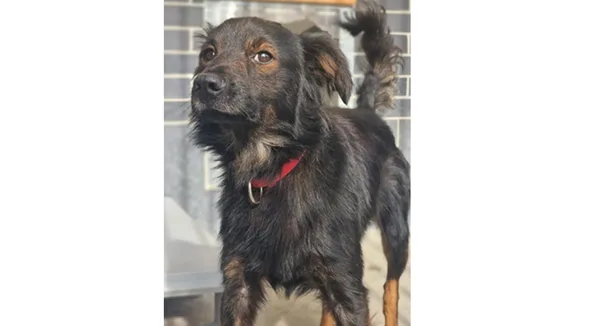 Pies do adopcji, Wrocław, 22 sierpnia 2025